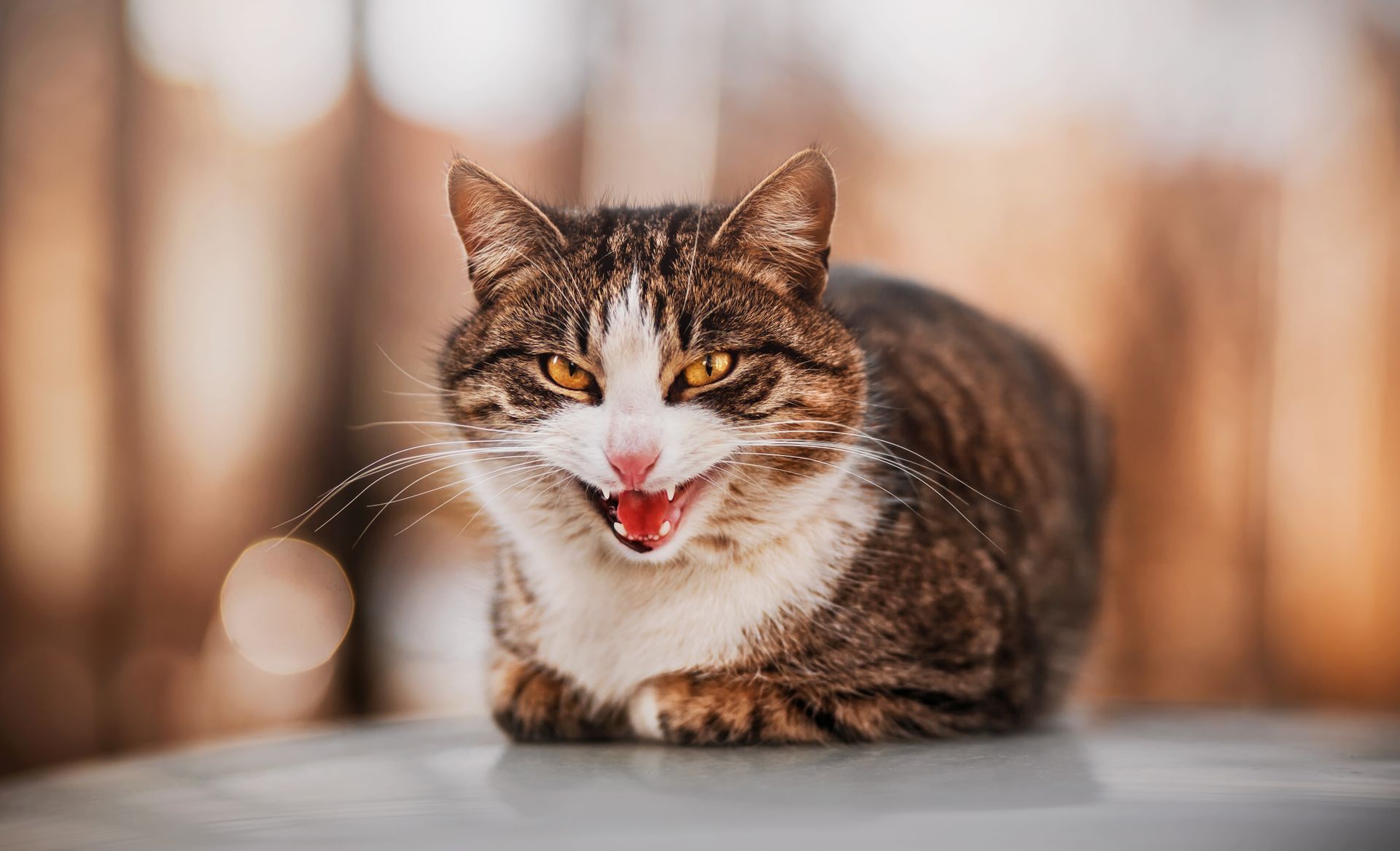 Haarausfall bei Katzen: Was steckt dahinter? | Tierarzt Dr. Hölter
